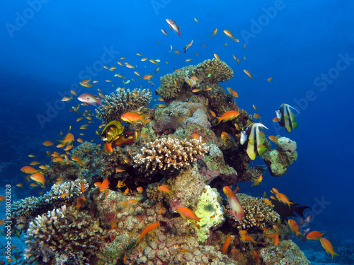 Fish aggregating around a beautiful coral pinnacle in the Red Sea