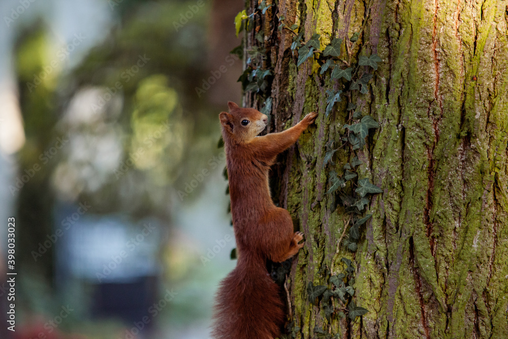 Red Squirrel climbing up a tree in the forest