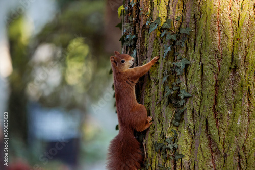 Red Squirrel climbing up a tree in the forest