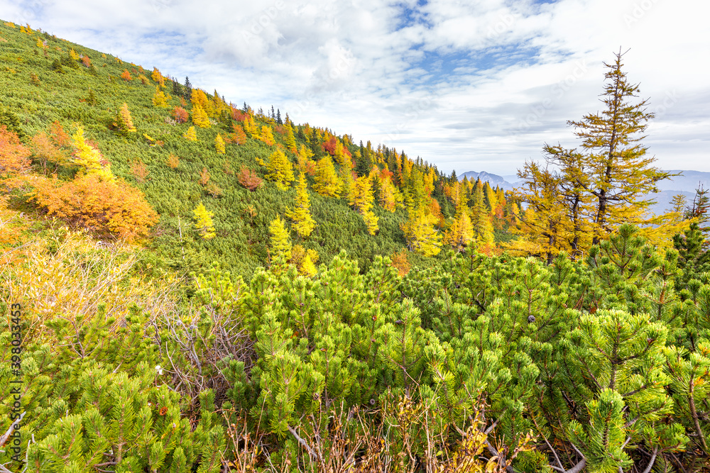 Beautiful autumn colors forest Velika Planina mountain, Slovenia