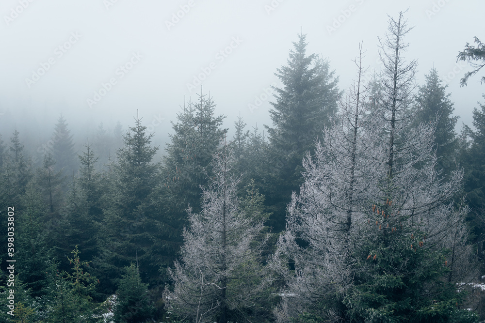 Mystischer Harz im Nebel mit Tannenbäume