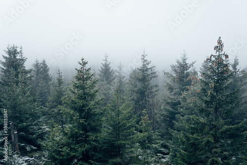 Fichten Baumkronen im Nebel