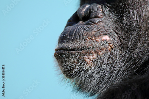 close up of a chimpanzee mouth