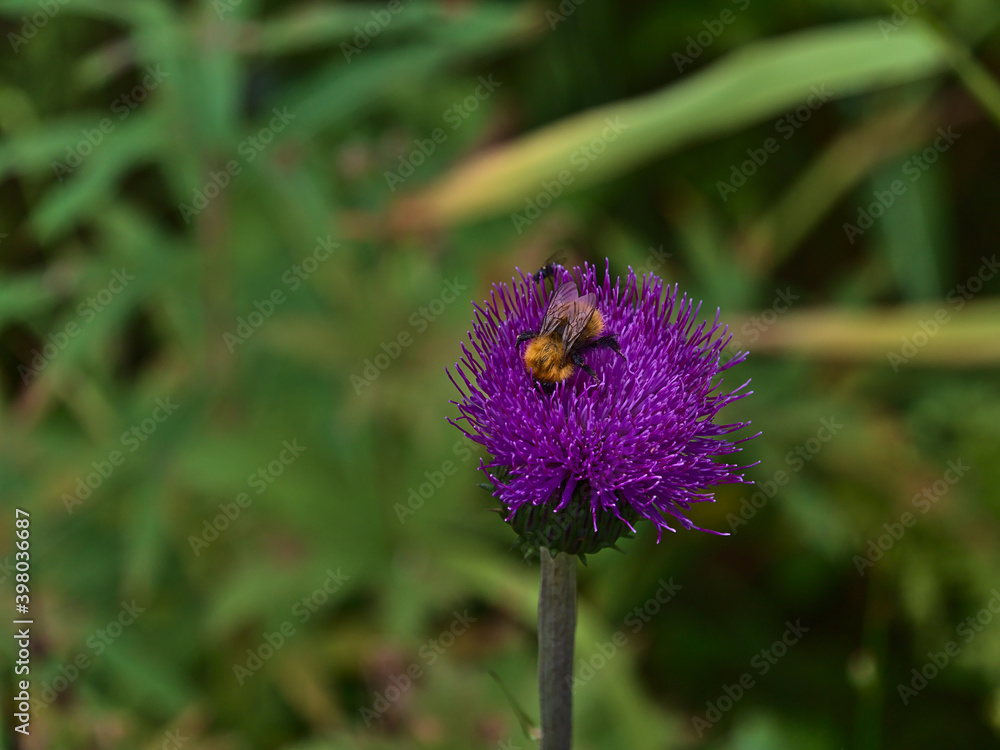 Φωτογραφία Closeup view of beautiful purple colored blooming flower with busy bumblebee collecting nectar in forest near Digermulen, Hinnøya, Vesterålen, Norway