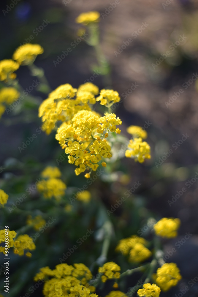 Blume mit gelben Blüten Blume mit gelben Blüten