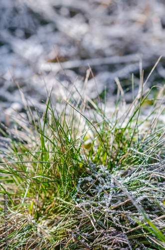First snow on grass © Тамара Селиванова