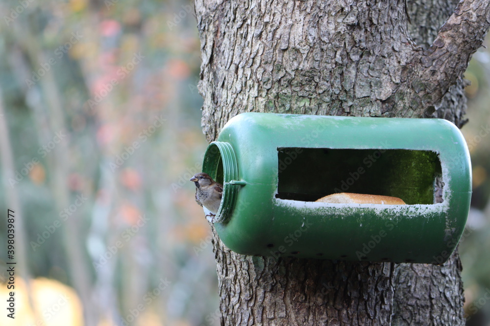 Φωτογραφία A little bird standing in a birdhouse made with a plastic recipient in the middl