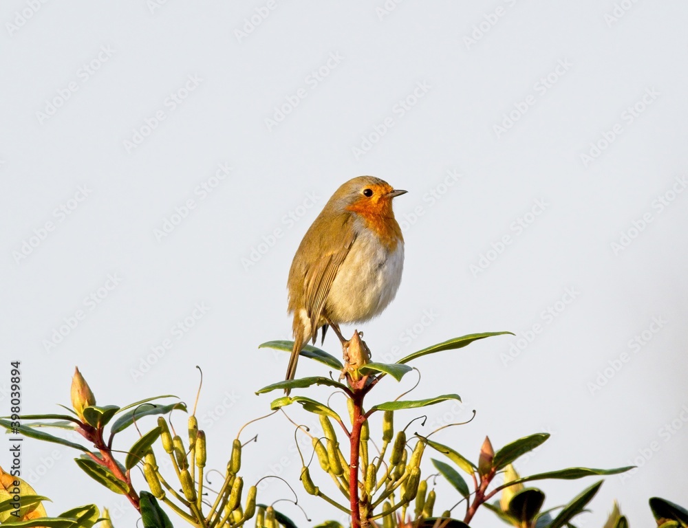 Φωτογραφία A European Robin (Erithacus rubecula) in a rural garden in Wakefield, West Yorkshire
