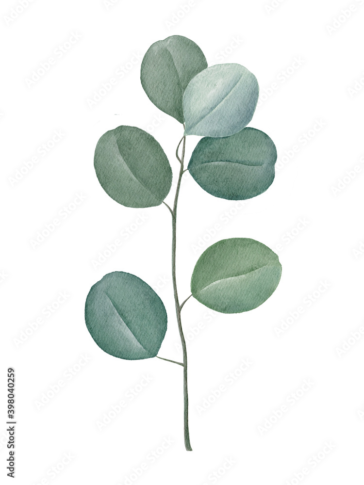 Obraz premium Watercolor silver dollar eucalyptus branch