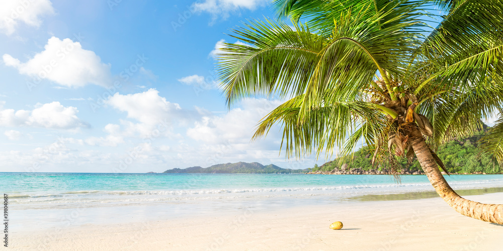 Tropical beach and palm tree, copy space, banner