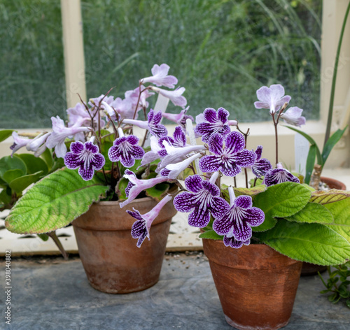 
Purple flowers of the Streptocarpus in a pot.