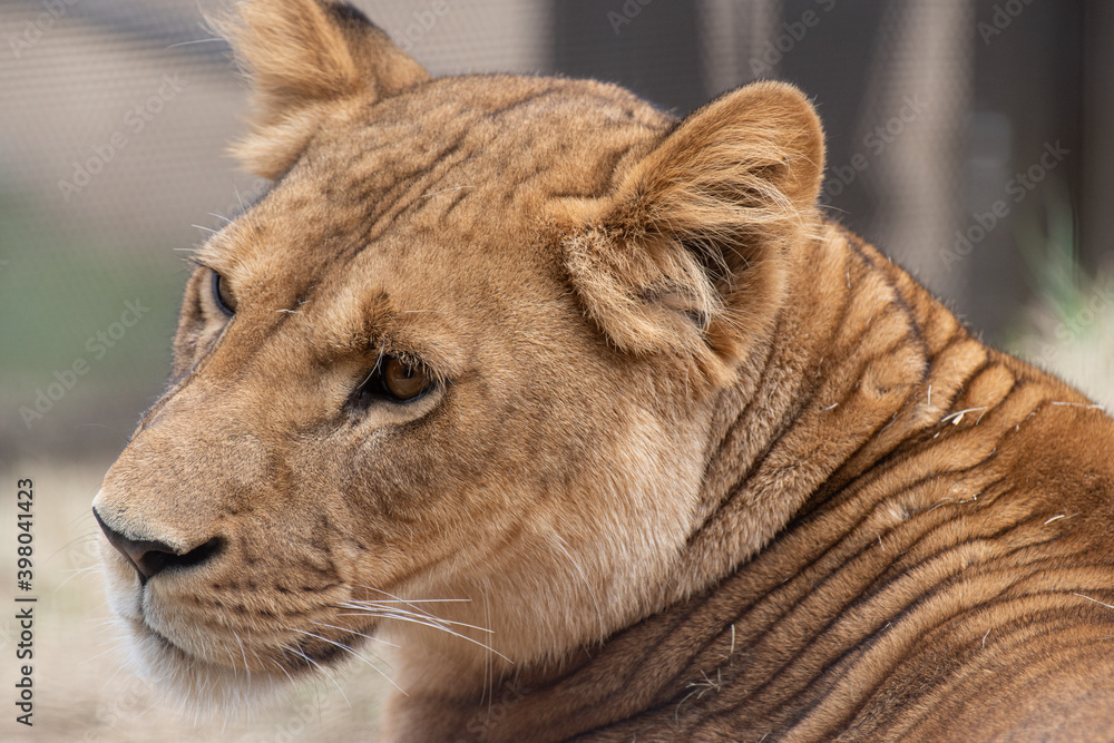 Obraz premium 振り向くライオン