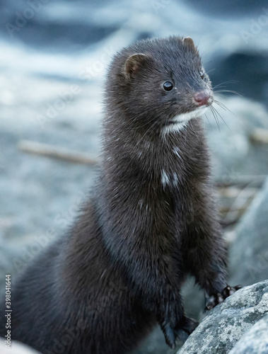 American mink (Neovison vison). photo