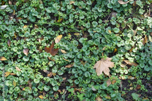 Glechoma hederacea covered with fallen leaves in mid October