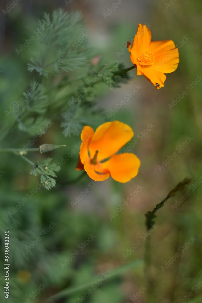 Blühender Kalifornische Mohn (Eschscholzia californica) Blühender Kalifornische Mohn (Eschscholzia californica)
