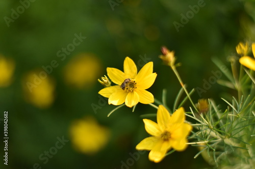 Blühendes Mädchenauge