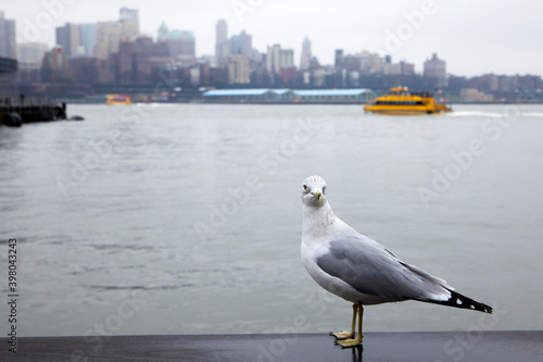 seagull on the pier  in New York