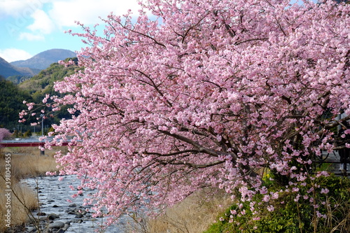 Wallpaper Mural 青空に映える河津桜と菜の花 Torontodigital.ca