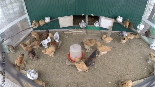 Domesticated chickens in the aviary. Farming