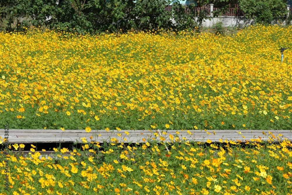 Obraz premium field of yellow flowers