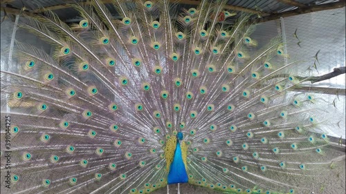 Peacock in the aviary close-up