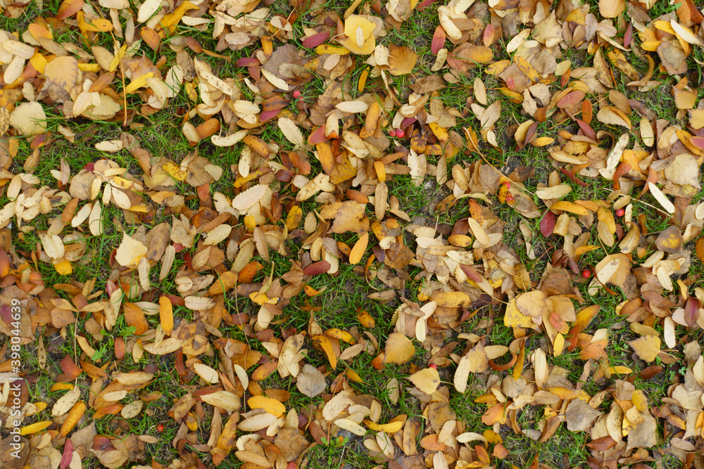 Colorful fallen leaves of rowan on the ground in October