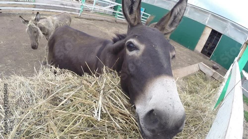 Donkeys in an aviary on a farm
