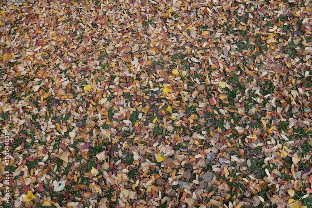 Multicolored fallen leaves of rowan covering the ground in October