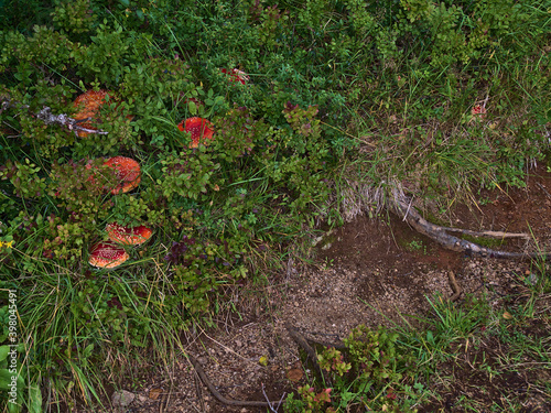 Bunch of poisonous fly agaric mushrooms (amanita muscaria) with red color and white dots between bushes besides hiking path in forest near Digermulen, Hinnøya island,Vesterålen, Norway in late summer. photo