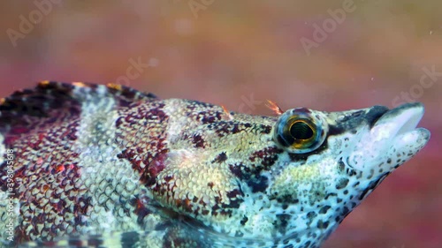 Close up of Painted greenling fish head moving his eye. photo