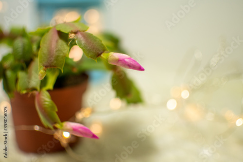 Detail of beautiful pink blooms on Christmas cactus with christmas lights around