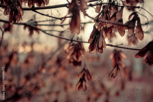 autumn in the forest