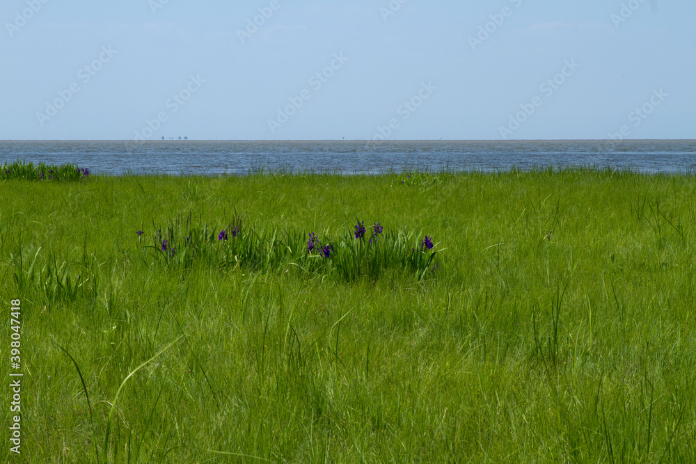 Meadow flowers near lake Baikal Meadow flowers near lake Baikal