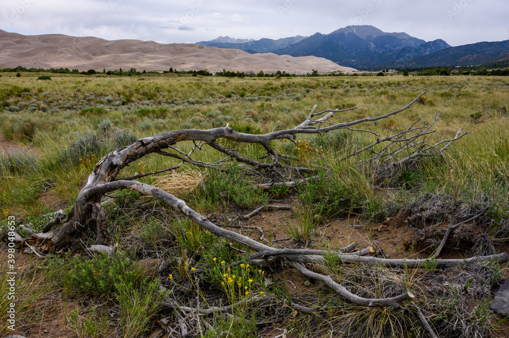 Fototapeta premium Fallen Limbs on On Desert Floor