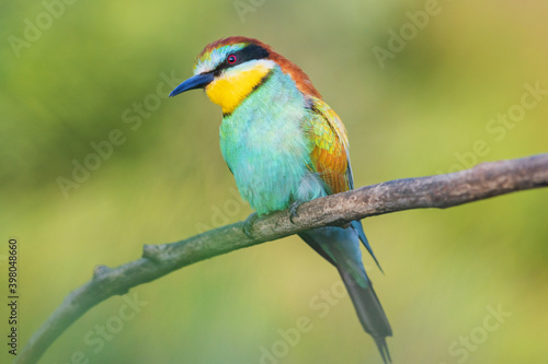 lovely bird with colored plumage looks at the camera