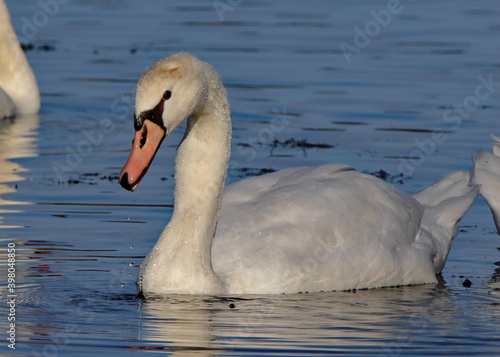 One mute swan posing in a blue pond