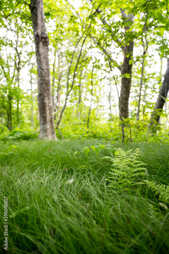 Fern and grass in open meadow
