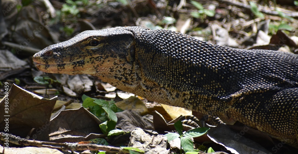 Large monitor lizard hunting in the jungle Large monitor lizard hunting in the jungle