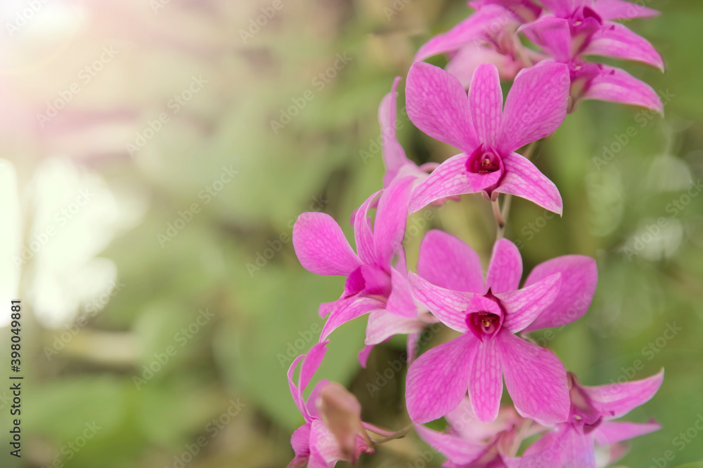 Fototapeta premium Purple orchids in the garden, Beautiful Purple orchids in sunshine day.