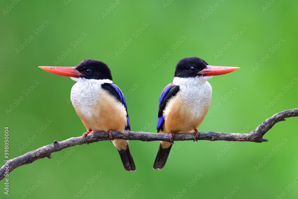 Fototapeta premium Double sweet brown with blue wings and black head birds perching on small wooden branch over fine gree blur background