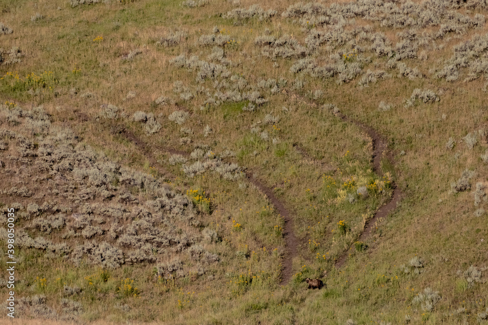 Grizzly Bear Inspects Trails On Hill Side