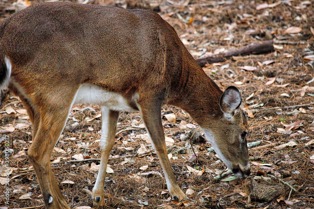 Fototapeta premium Beautiful animals and natural scenes of the wild