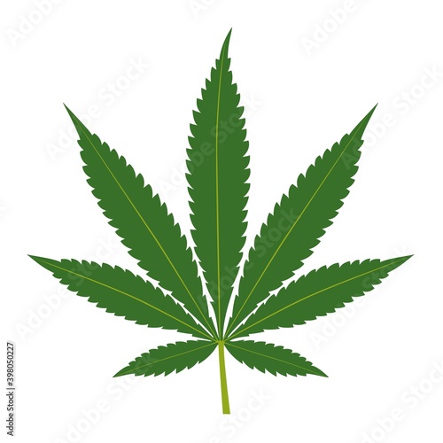 Green cannabis leaf isolated on white background