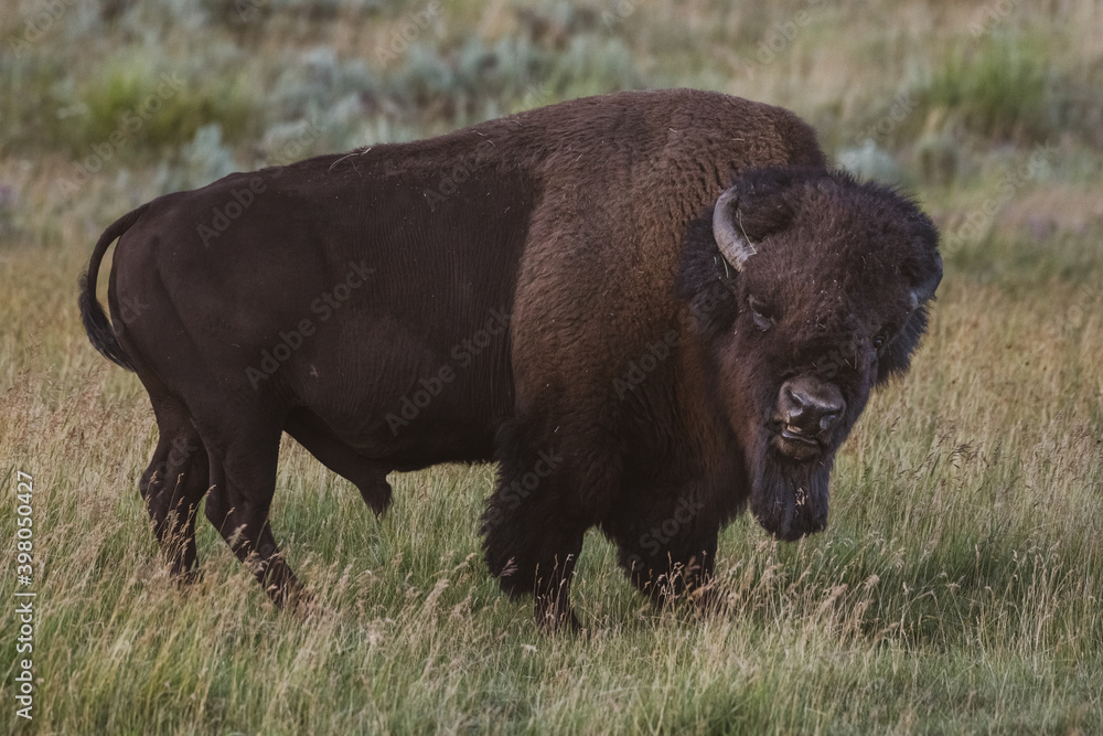 Grumpy Bison Gives The Stink Eye Grumpy Bison Gives The Stink Eye