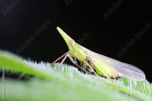 Wax cicadas live on wild plants in North China photo