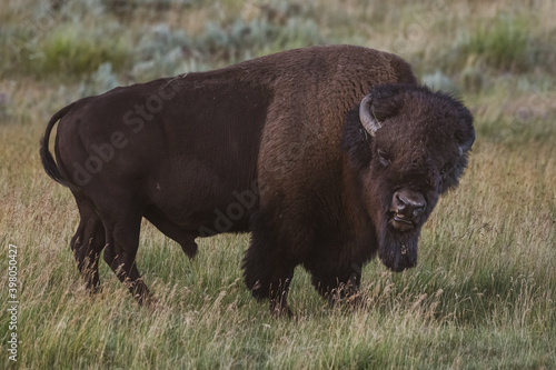 Grumpy Bison Gives The Stink Eye