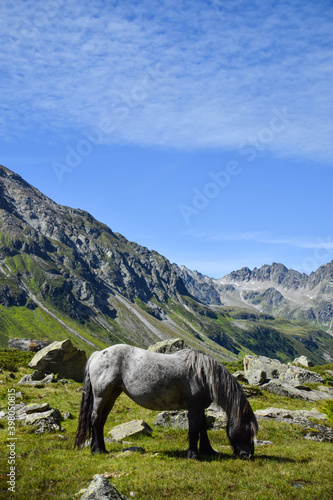 Horses spotted in the Montafon valley, Vorarlberg Austria