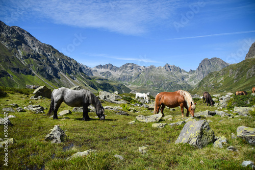 Horses spotted in the Montafon valley, Vorarlberg Austria