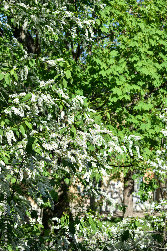 trees bloom and bloom in spring trees bloom and bloom in spring