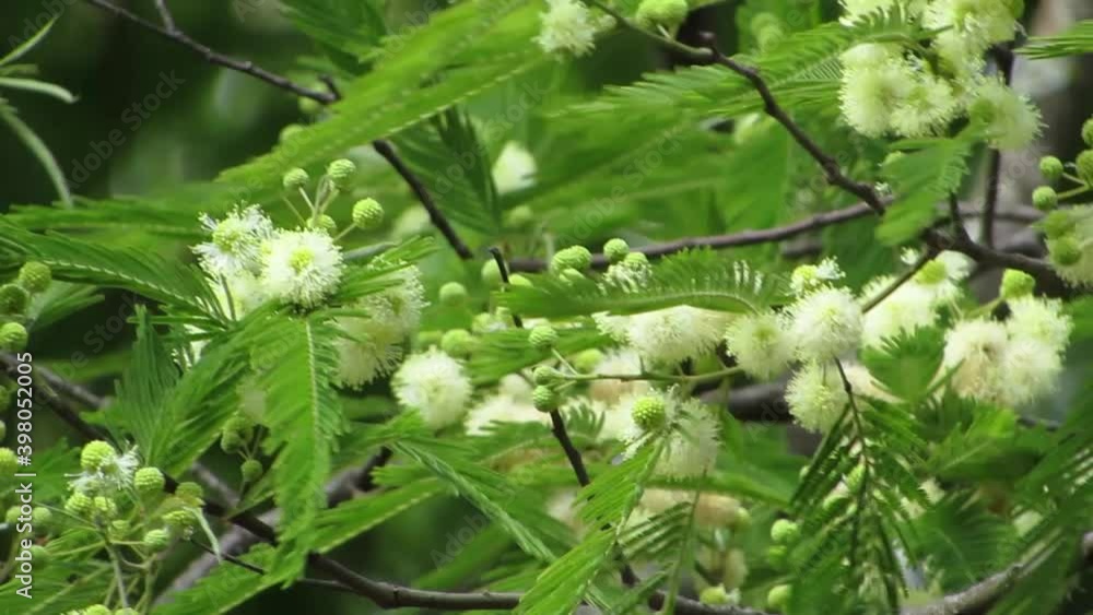 The wuite flowers of Anadenanthera tree. South America flora. The wuite flowers of Anadenanthera tree. South America flora.